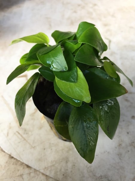 Anubias Nana