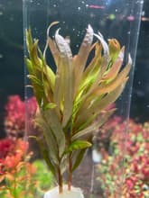 Ammannia Pedicellata Golden