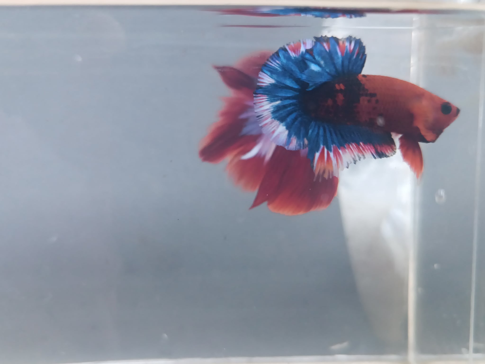 Betta hellboy