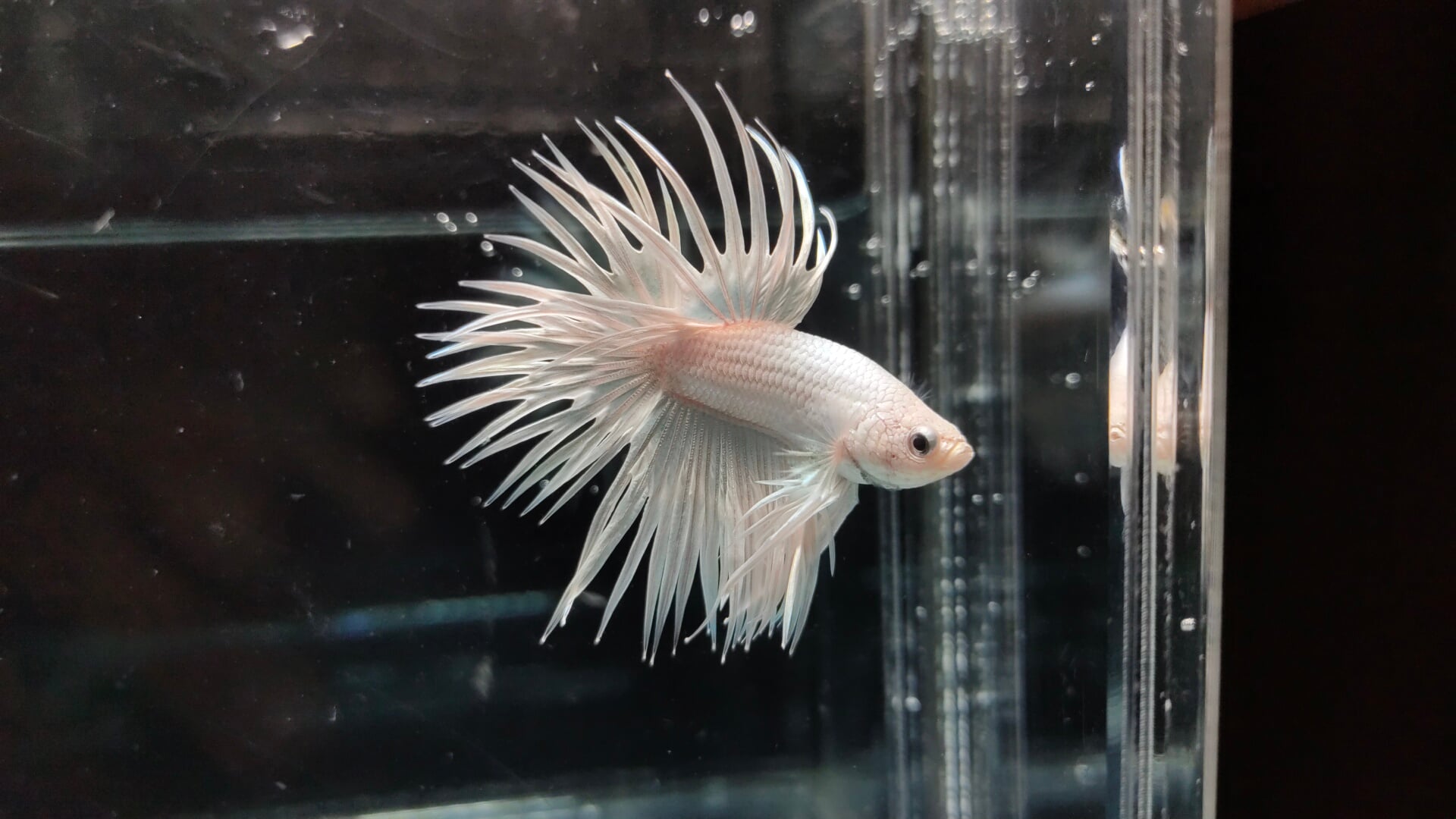 Crowntail White Platinum 02