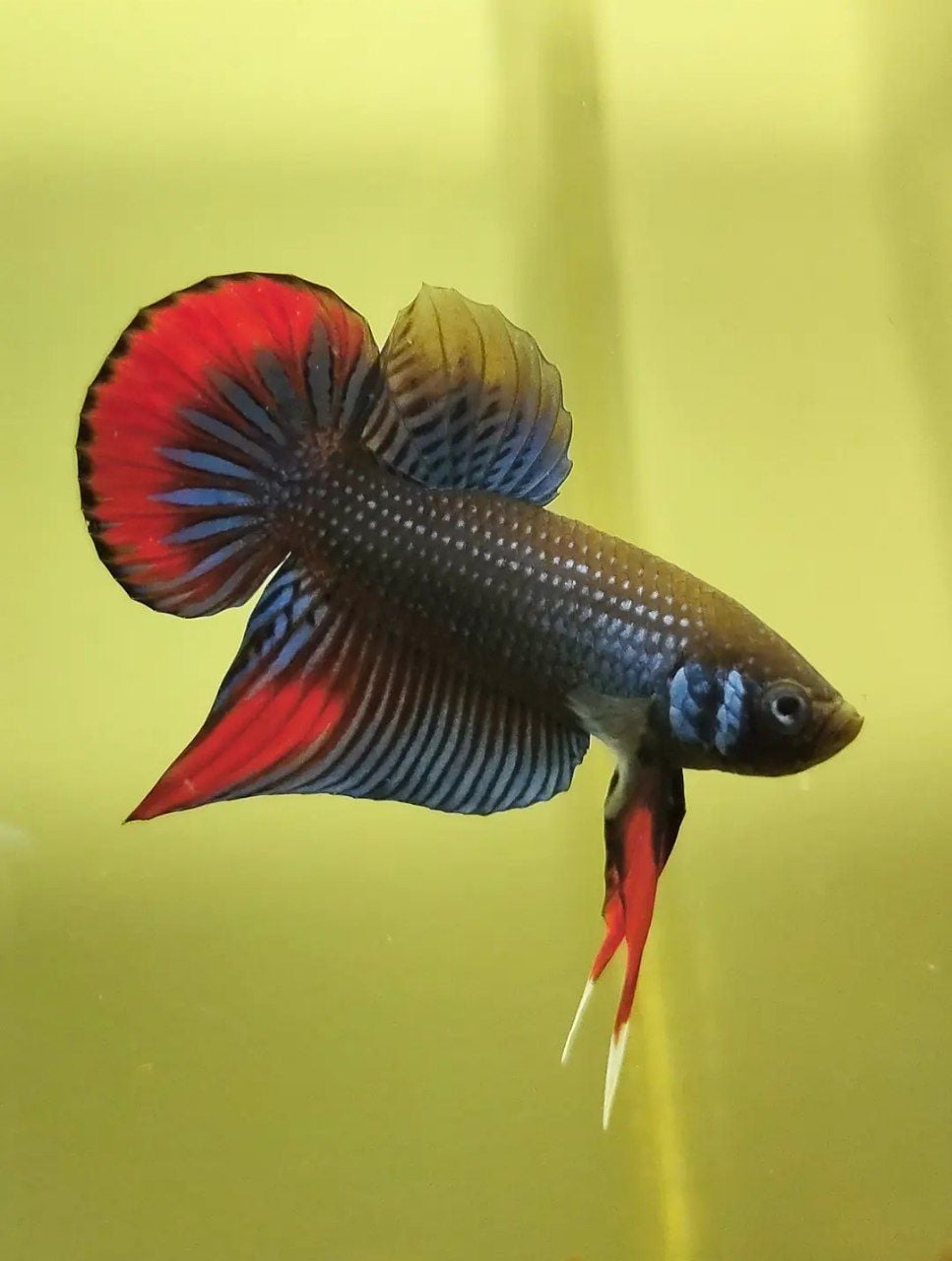 Betta Imbellis Hybrid