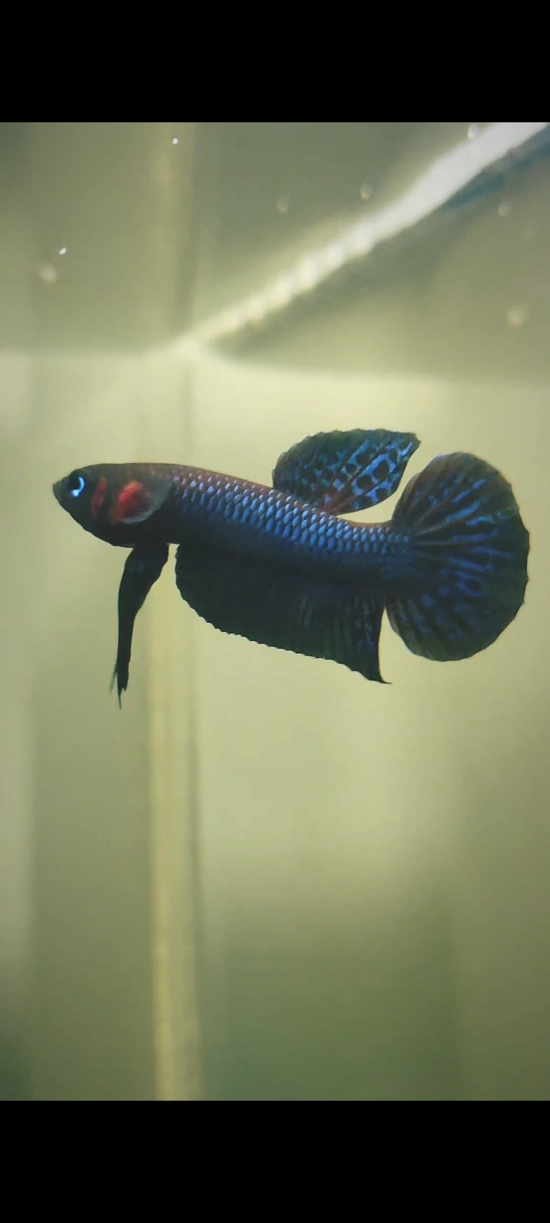 Betta Hendra "Sengalang"