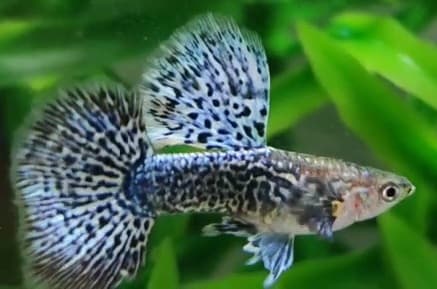 Guppy Blue Dragon
