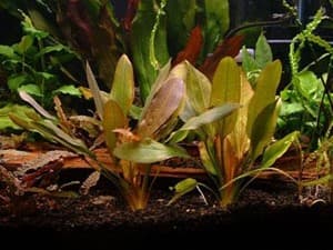 Echinodorus 'Red Rubin'