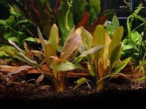 Echinodorus 'Red Rubin'