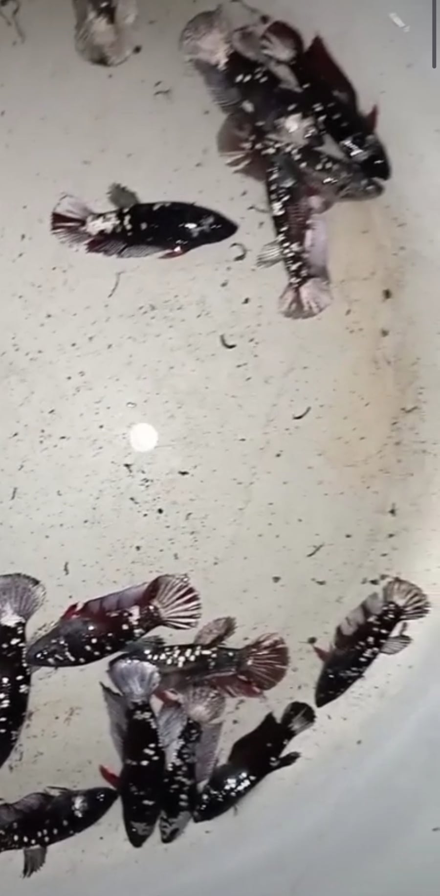 Plakat Avatar chopper