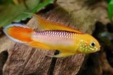 Apistogramma Agassizii