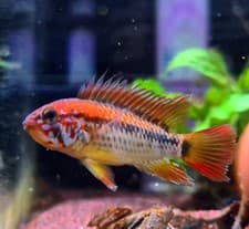 Apistogramma Macmasteri (Pair)