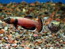 Betta Channoides