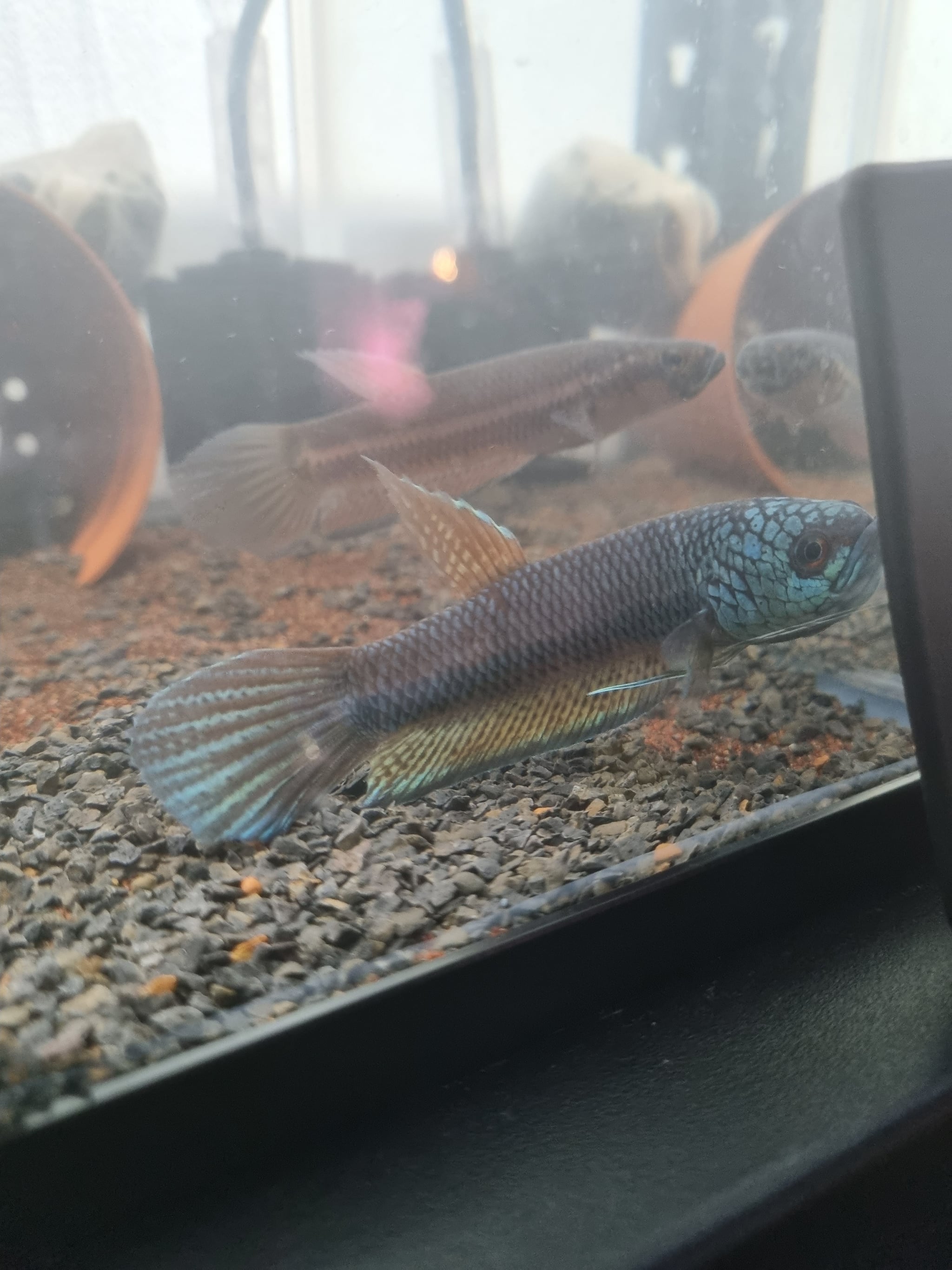 Betta Sp. Antuta "Long Biak"
