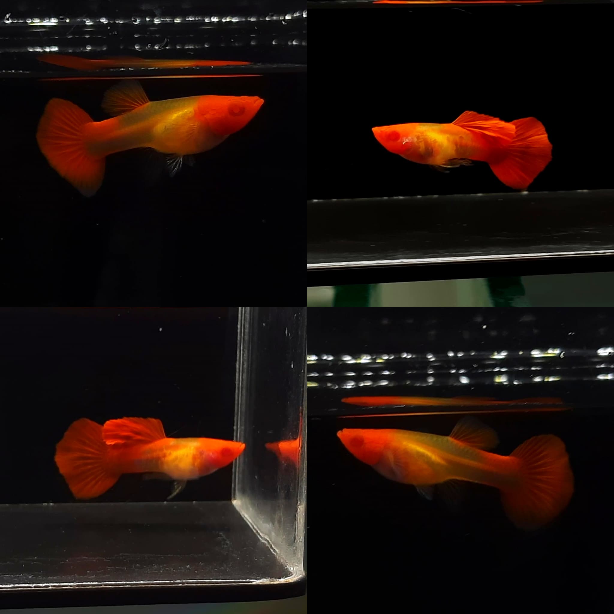 Guppy Albino Snakeskin Koi Glassbelly