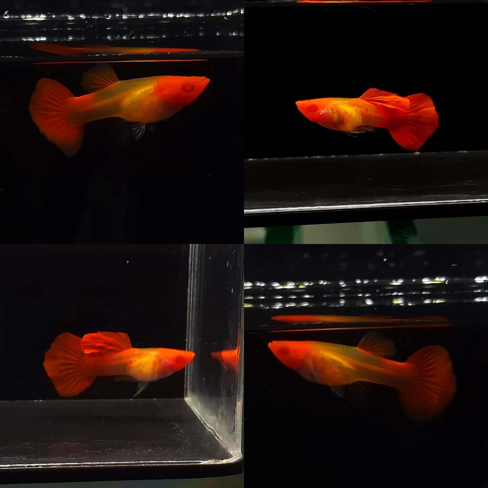 Guppy Albino Snakeskin Koi Glassbelly