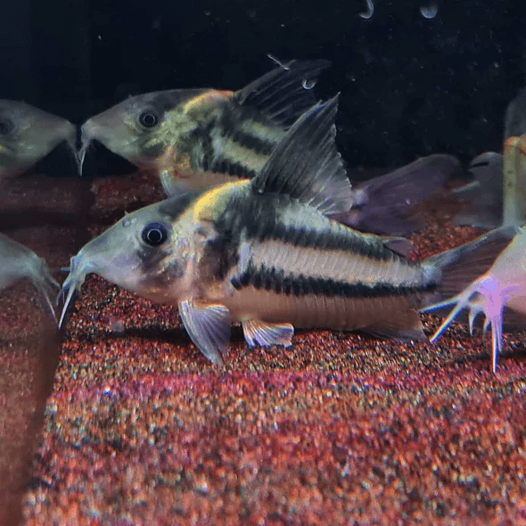 Corydoras Bifasciatus