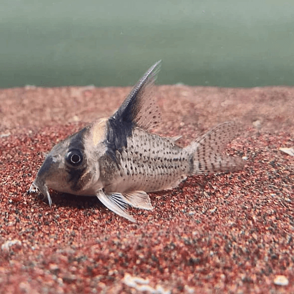 Corydoras sp. CW027