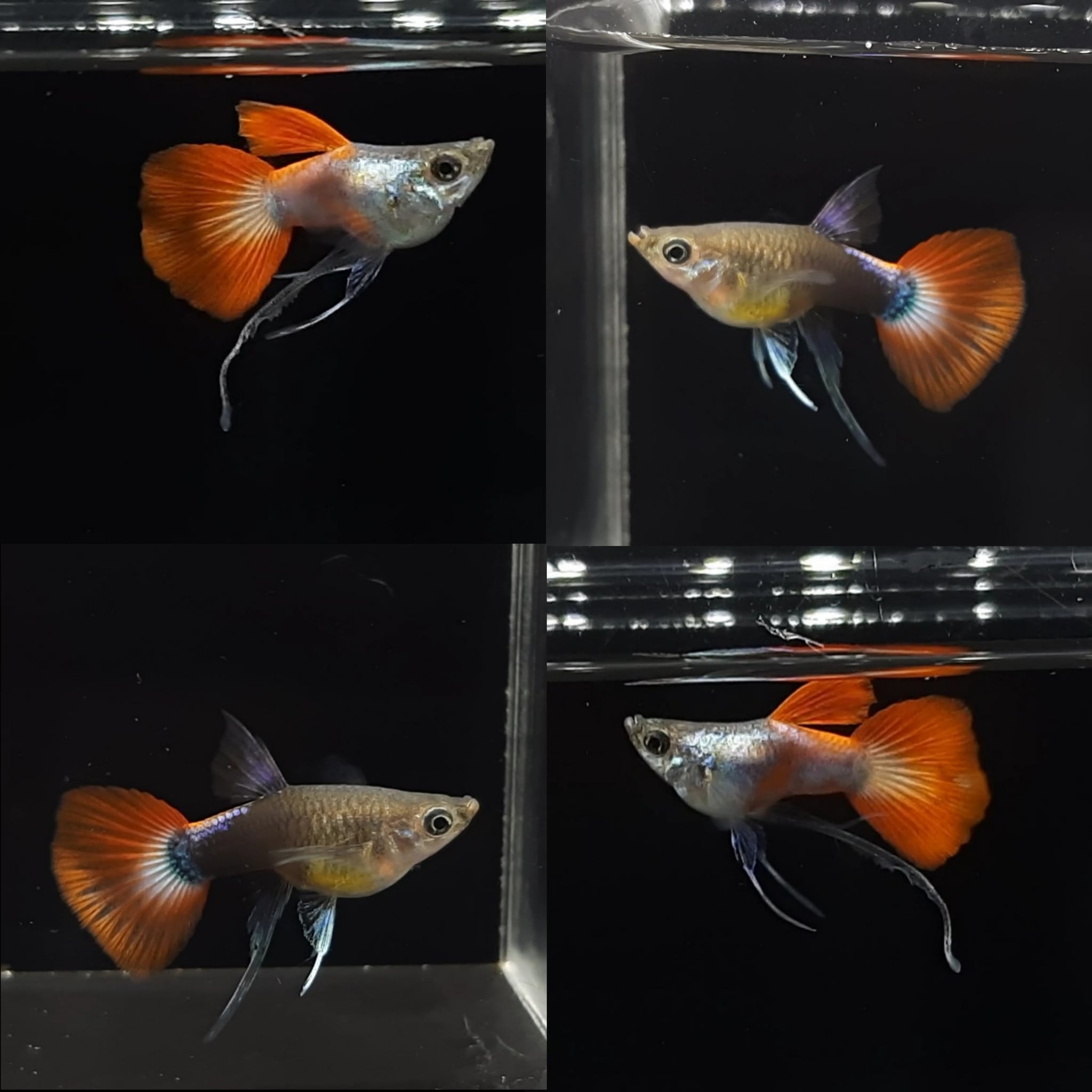 Guppy PRT Ballon Ribbon