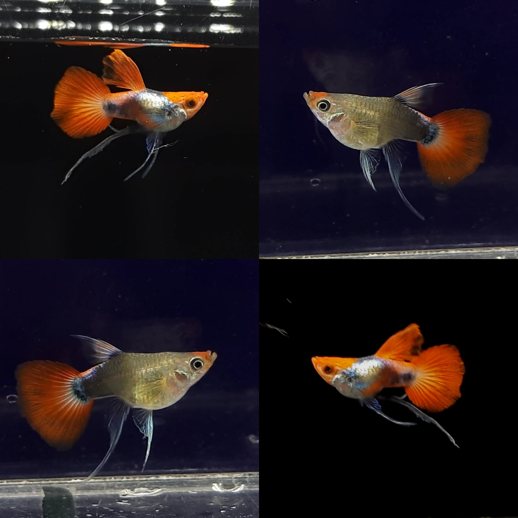 Guppy PRT KOI Ballon Ribbon