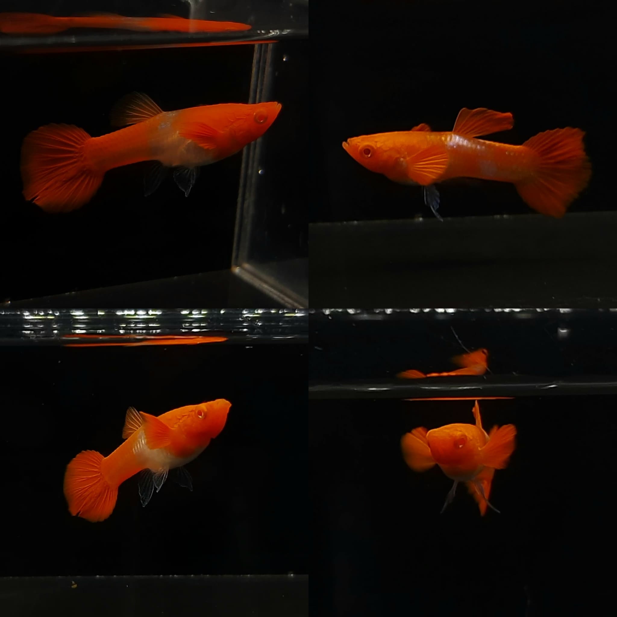Albino Koi Red Ear
