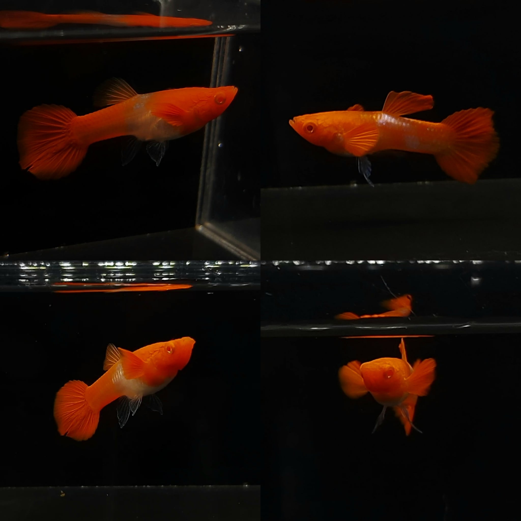 Albino Koi Red Ear