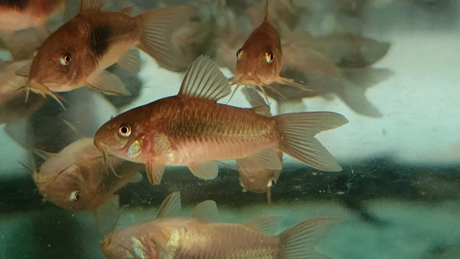 Corydoras aeneus 3-4cm x 5pc