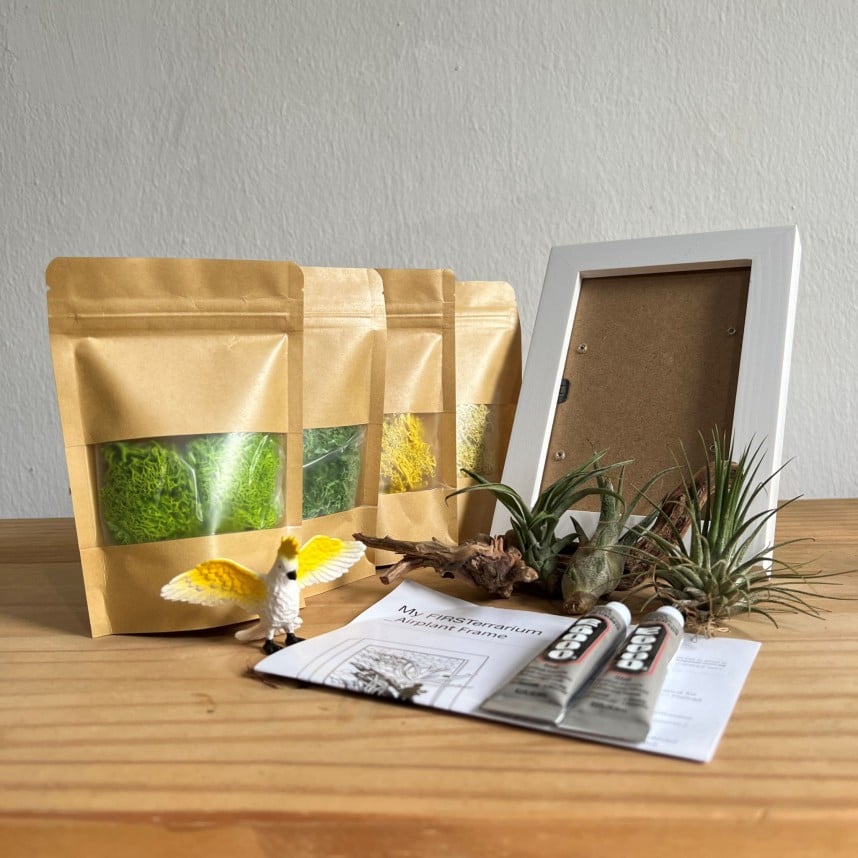Airplant Greenwall DIY Kit