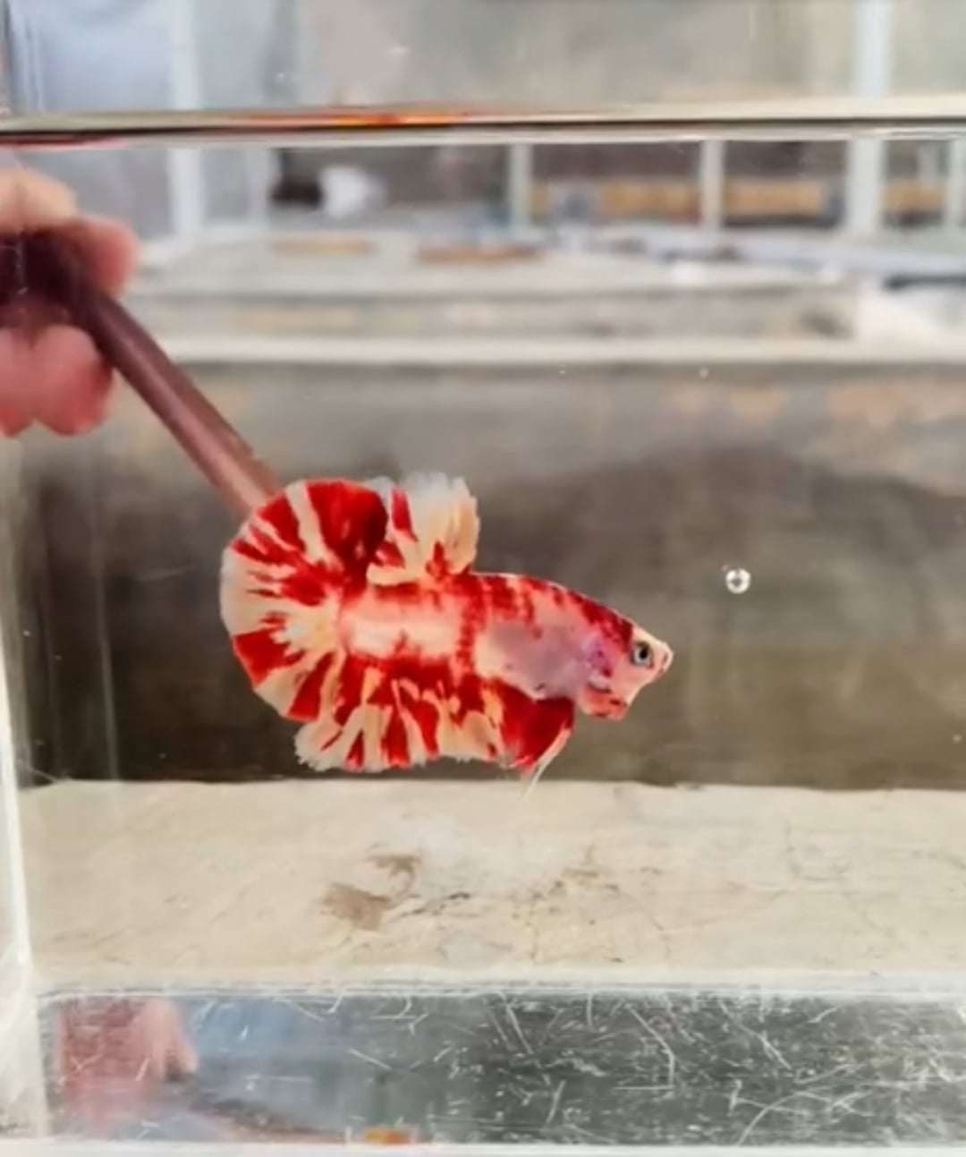 Marble Leopard Two Tone