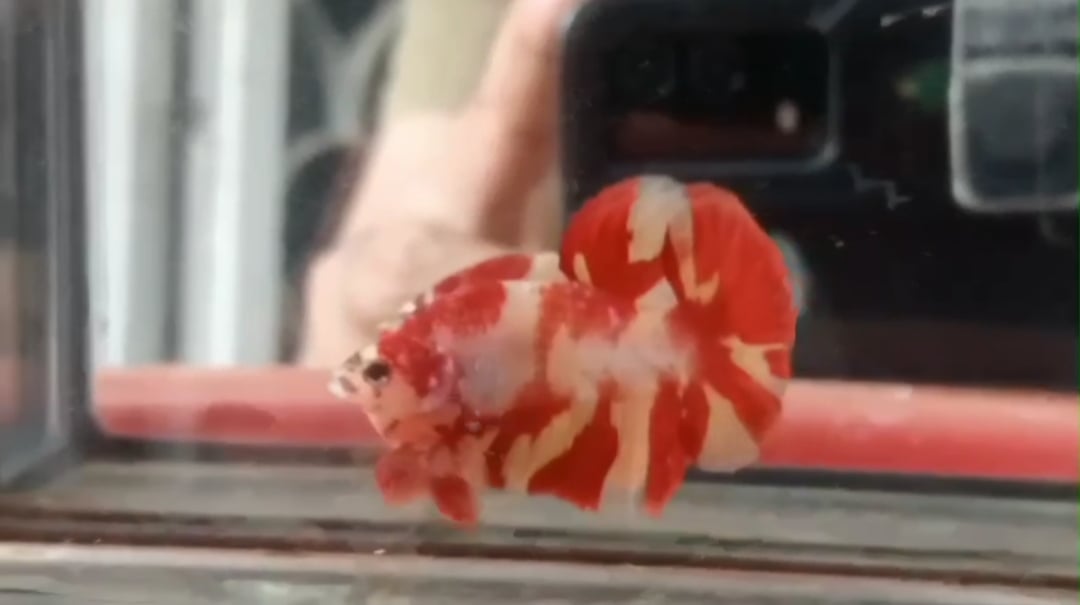 Marble Leopard Two Tone