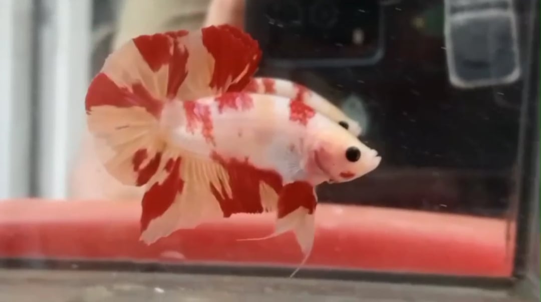 Marble Leopard Two Tone