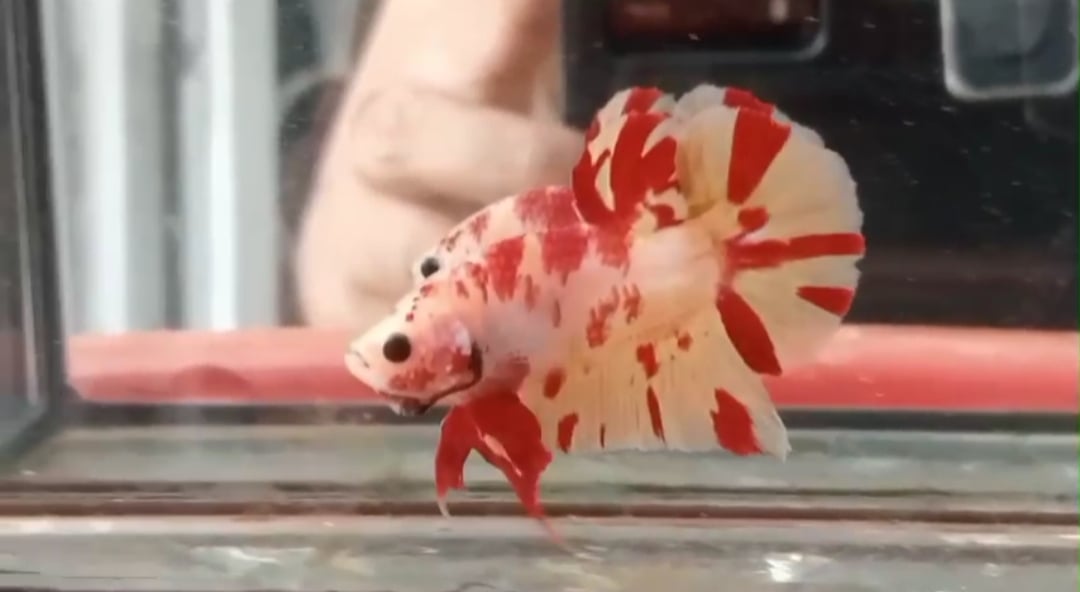 Marble Leopard Two Tone