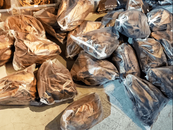 IB AQ - Catappa Leaf