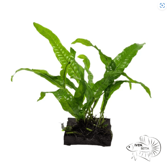 Microsorum Pteropus var. Java - Wood