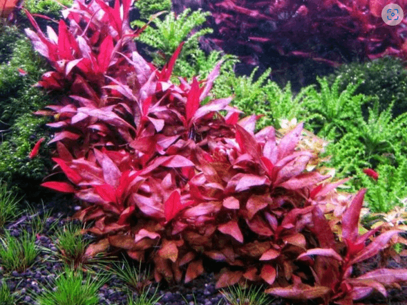 Alternanthera Reineckii Mini