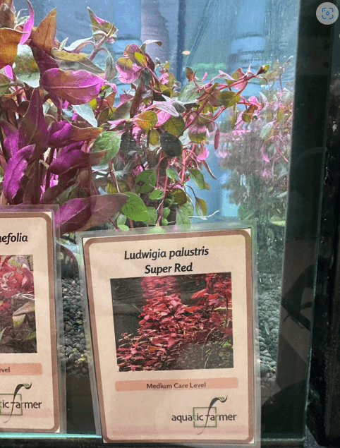 Ludwigia Palustris 'Super Red'