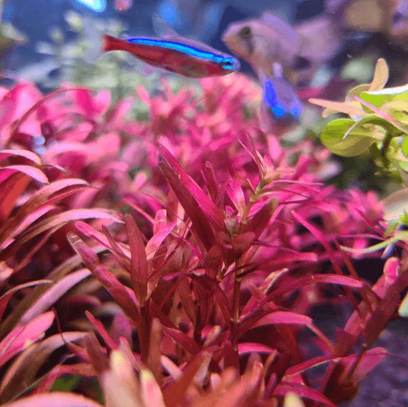 Rotala Rotundifolia Blood Red