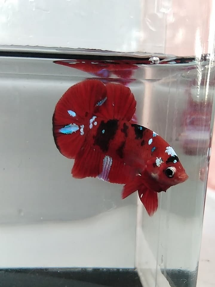 KOI GALAXY CLASSIC RED BASE