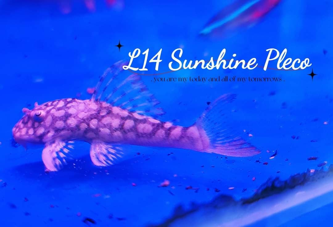 L14 Sunshine Pleco