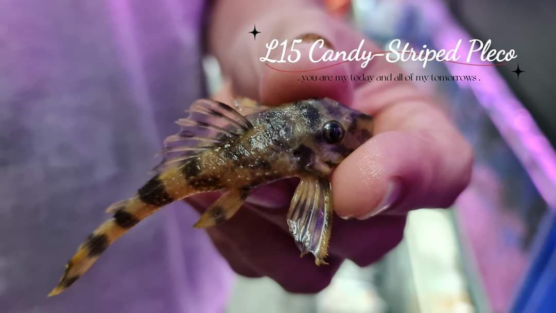L15 Candy-Striped Pleco