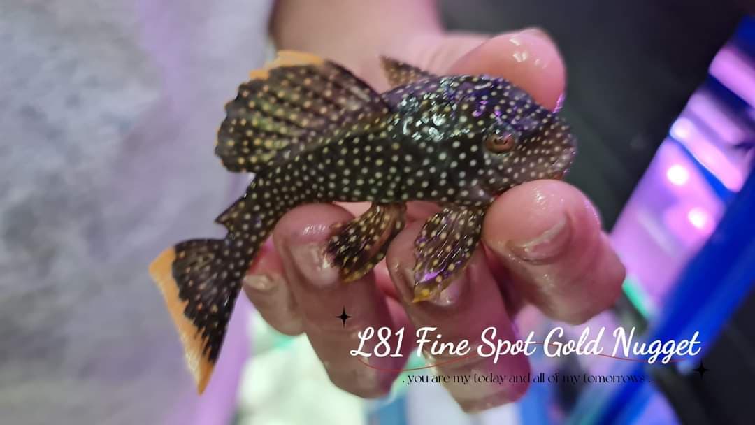 L81 Fine Spot Gold Nugget