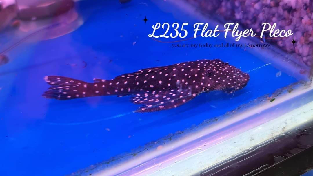 L235 Flat Flyer Pleco