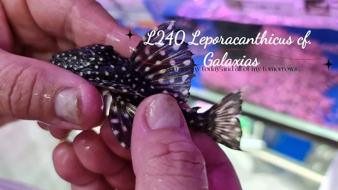 L240 Leporacanthicus of Galaxias