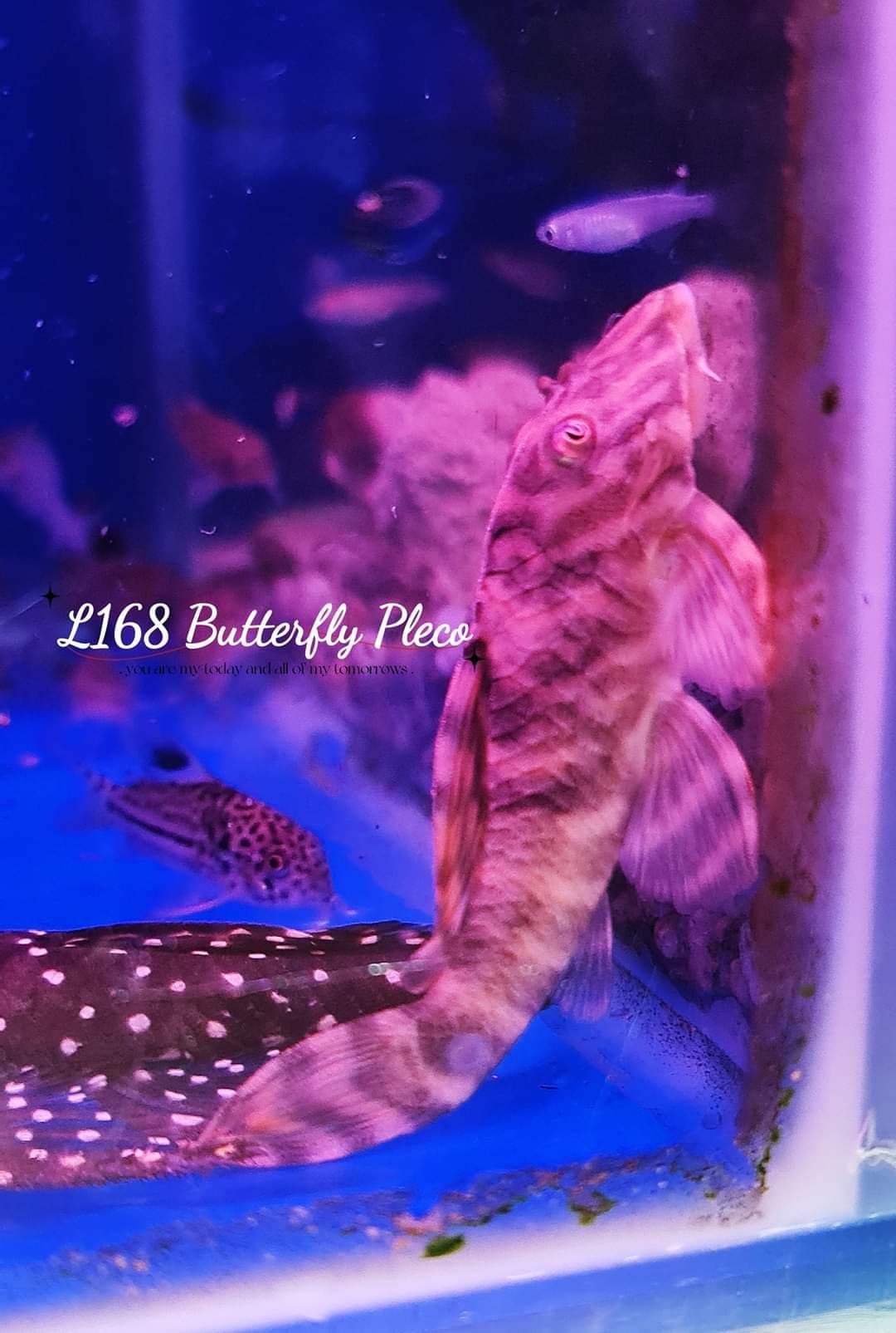 L168 Butterfly Pleco
