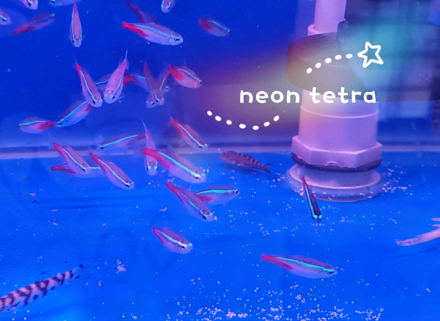 Neon Tetra (11 pieces)