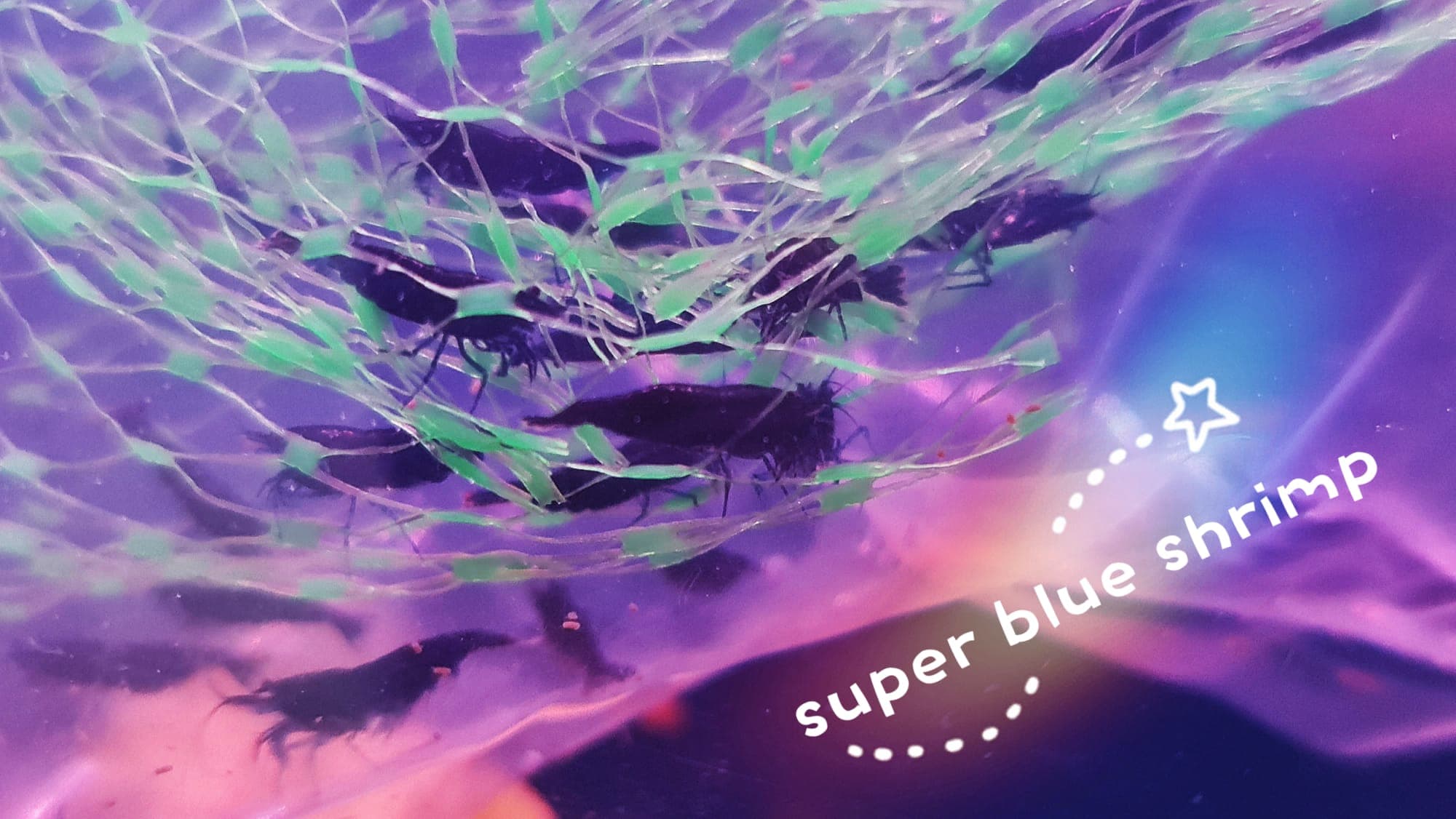 Super Blue Shrimp (10 pieces)