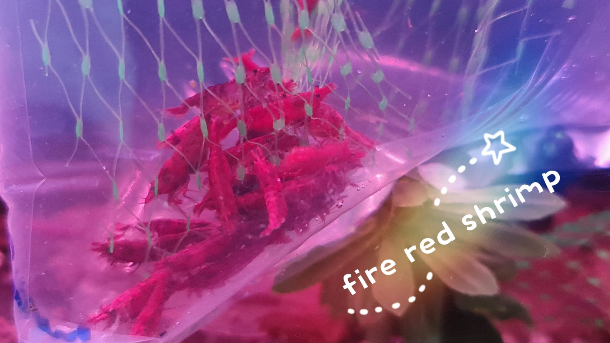 Fire Red Shrimp (10 pieces)