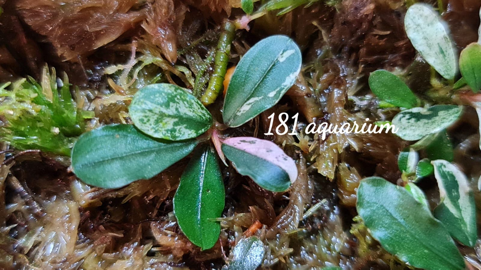 Bucephalandra Varigata Pink (per rhyzome)