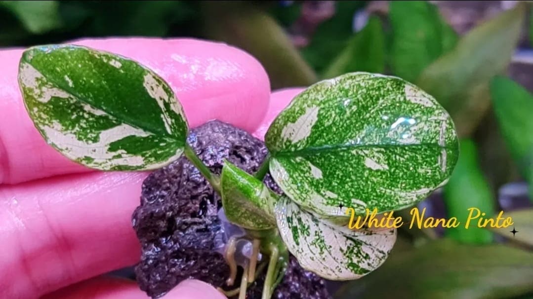 Anubias White Nana Pinto