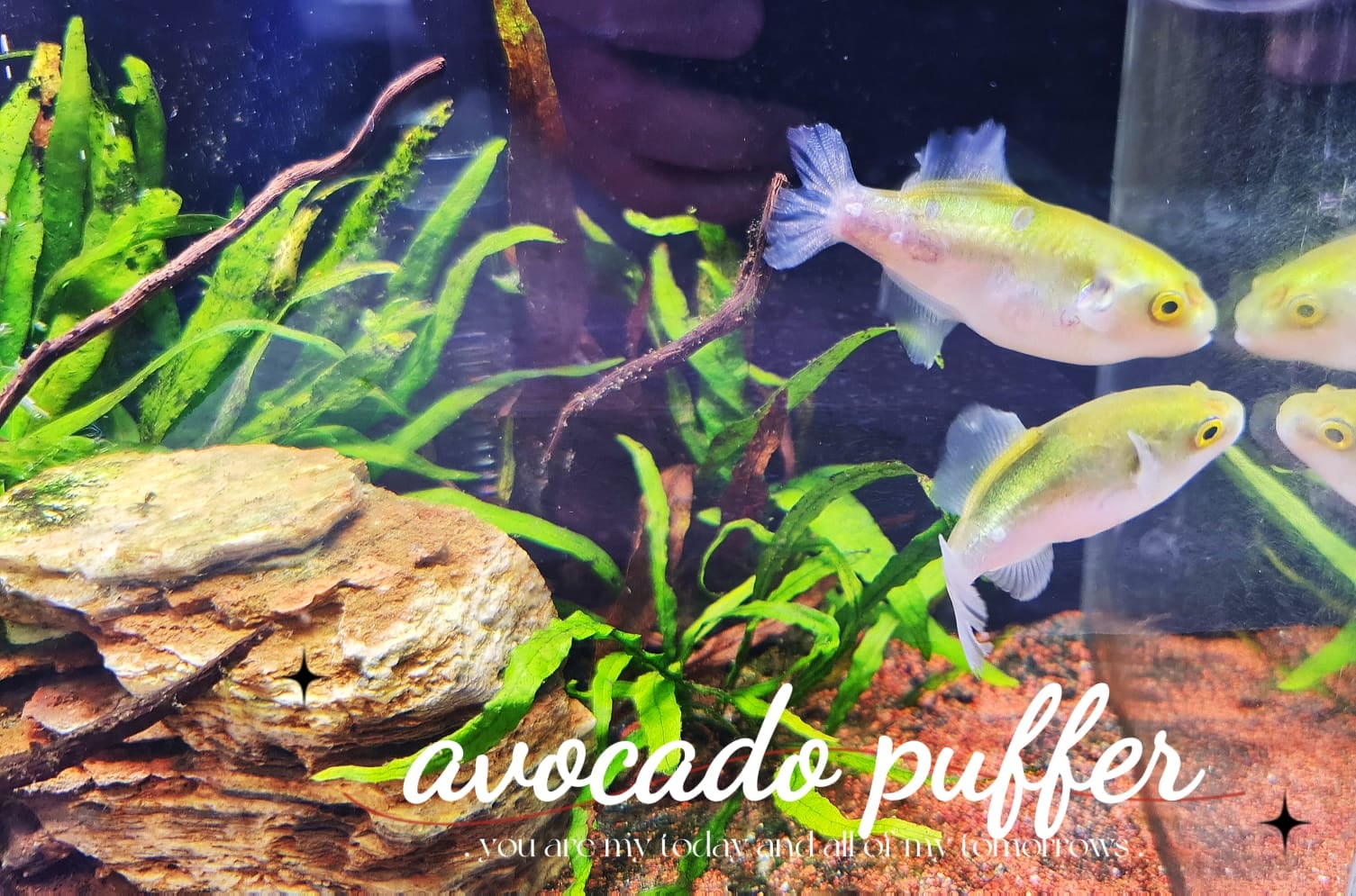Avocado Puffer
