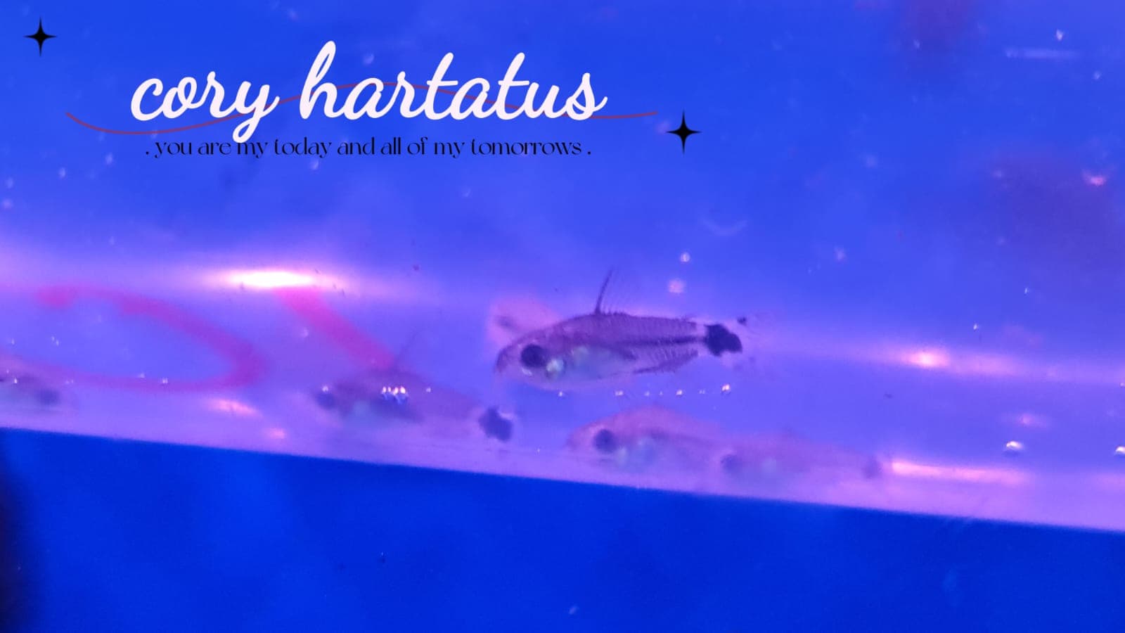 Cory Hartatus