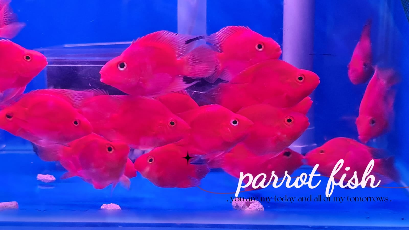 Parrot Fish