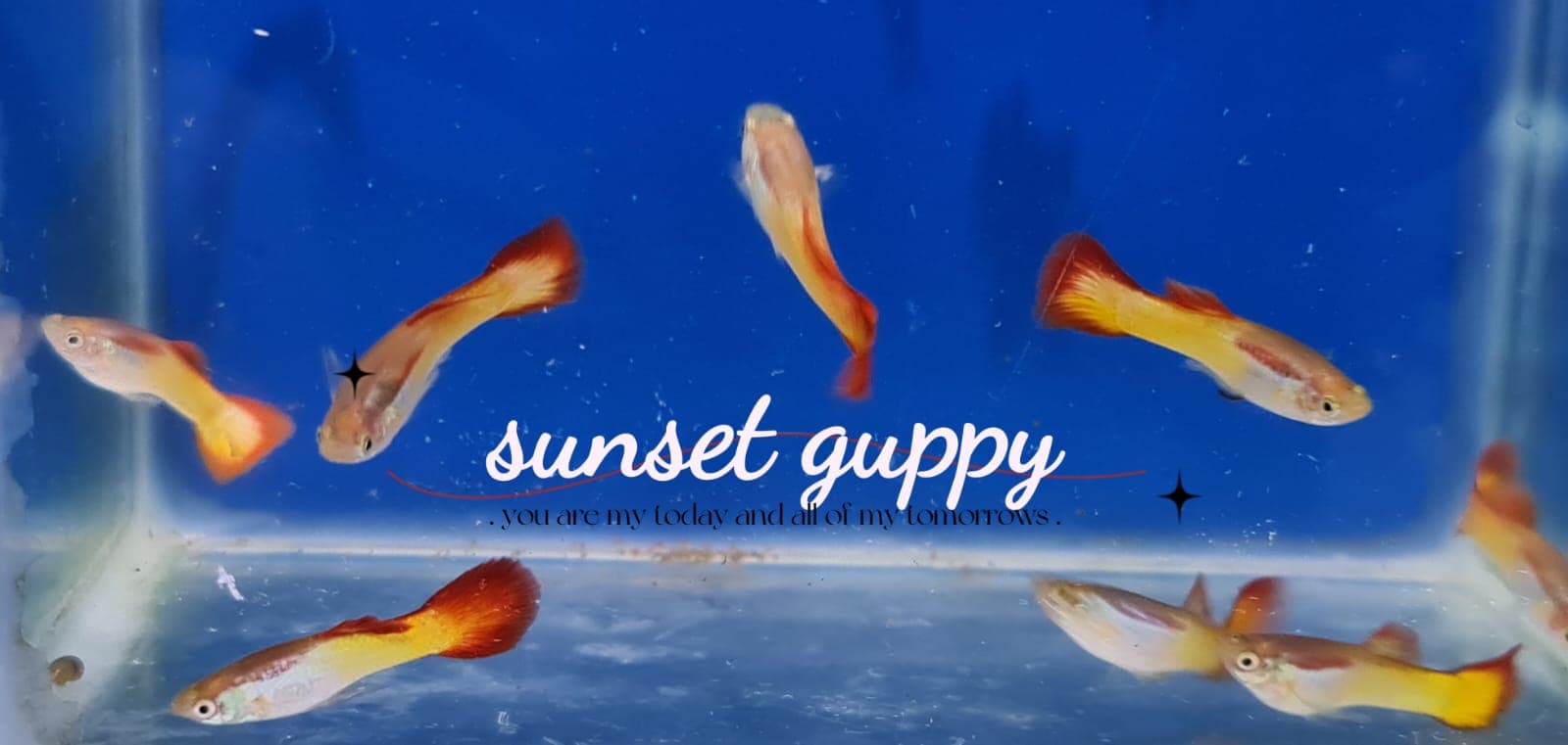 Sunset Guppy (Male)