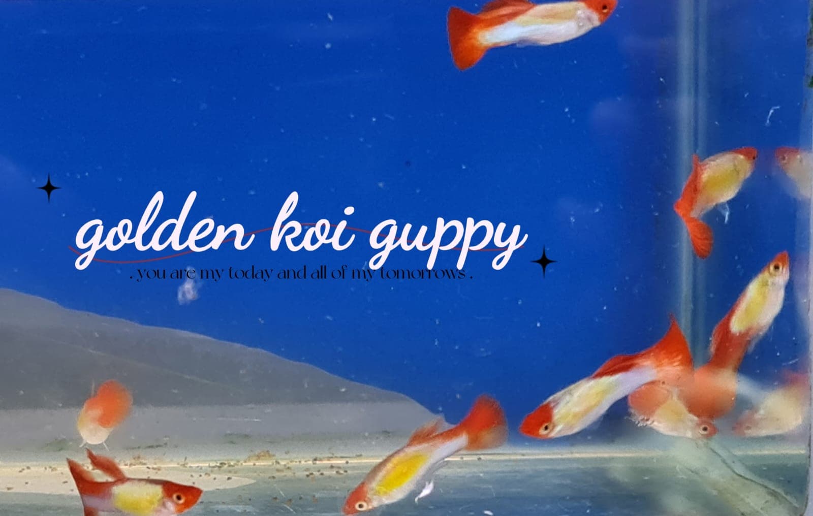 Golden Koi Guppy (Male)